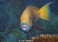 This pretty coloured Parrotfish wants to show me his beau... by Ute Niemann 